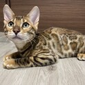 ベンガル4ヶ月のオスです