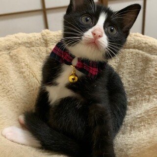 募集一時停止❤️ハチワレ女子はな