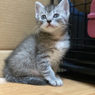 人懐こくて可愛い女の子です！