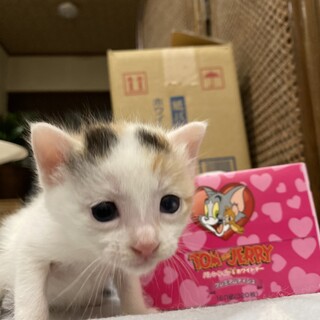 困り顔のミケちゃん