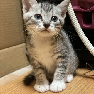 イケメン1.5ヶ月の男の子！