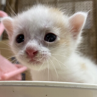活発な茶白の男の子