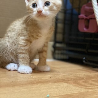 茶白の可愛い男の子！