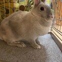 【譲渡決定】優しい性格のウサギ『さつきちゃん』
