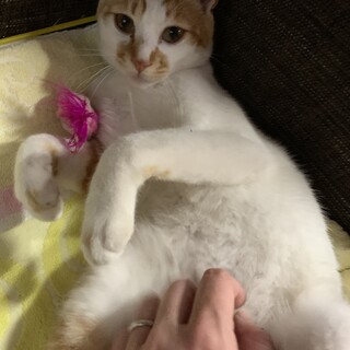 超甘えん坊☆７ヵ月オス