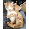 拾った兄弟猫を手放せずにいます。