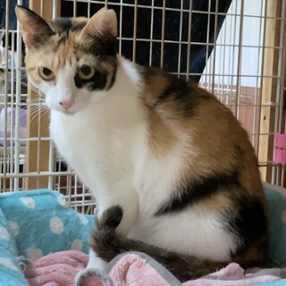 【マロブ】おかげさまで里親様が決まりました。