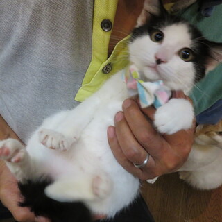 かわいいモッチーちゃん、医療しつけ済