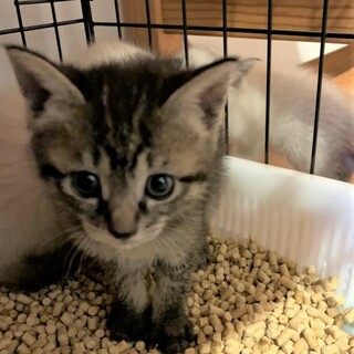 お陰様で良い里親さんが見つかりました