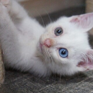 元気いっぱい可愛いチビにゃん、パティ君！