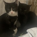 1歳未満の姉妹ねこちゃん