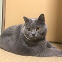 シャルトリュー5.6才メス