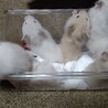 4月23日生まれ手乗りハムスターの里親募集します サムネイル2