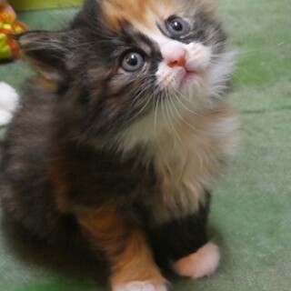 サビ三毛ふわふわのおかかちゃん 募集一時停止