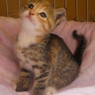 足のぼりして甘えてくるこむぎちゃん