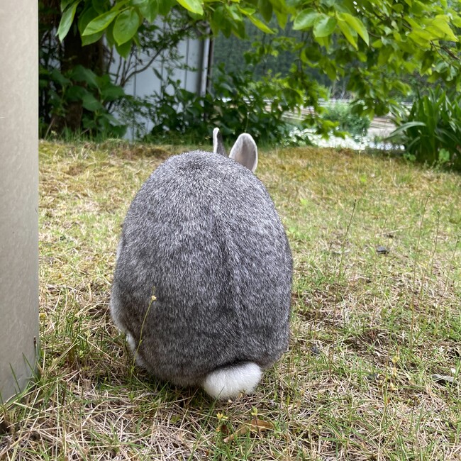 もちごめさんのカバー写真