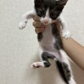 可愛いハチワレ男の子