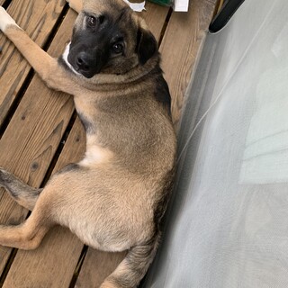 雑種のオスです