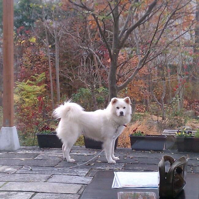 豪くんくんのカバー写真