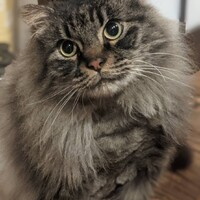 ノーム（愛称：のん）