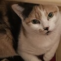 三毛猫のミケ里親募集