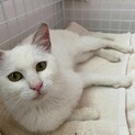 白猫ちゃんの里親探し