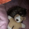 小さなお友達