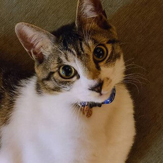 スイーツシリーズ　シャイ boy　トルテ♂