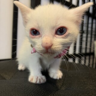 鳥取県が募集対象 白猫 を含む 猫の里親募集情報 ペットのおうち 月間利用者150万人