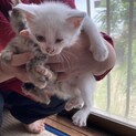 野良猫シロちゃんの子　白
