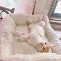 茶ブチの子猫の里親募集