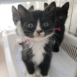 （トライアル中）生後1ヶ月ゴロゴロ甘えん坊