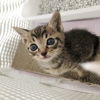 （募集一旦停止）生後1ヶ月⭐️キジトラととろ君