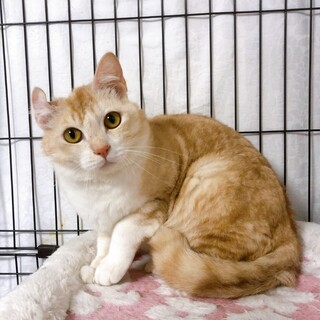 5/30西千葉ෆ⃛お耳がくるりෆ⃛「くるりくん」