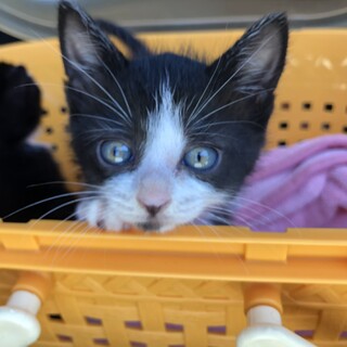 （募集一旦停止）生後1ヶ月⭐️ハチワレはっち君