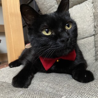 人馴れしている可愛い黒猫ちゃん