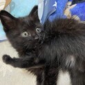 黒猫の子猫保護しました