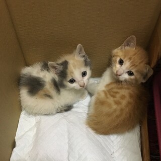 一時停止します。パステルカラーの甘えん坊姉妹