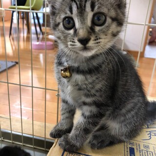 可愛い子猫3匹と人懐っこいお母さん猫♪