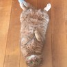 はるひるあひる