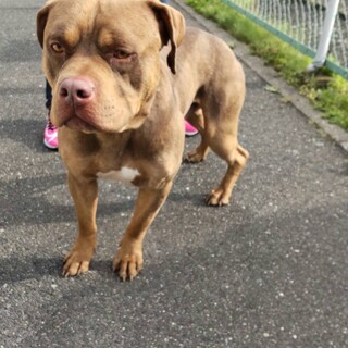 クラウス君トライアル決定