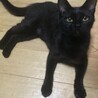 本当は甘えたい黒猫ちゃん サムネイル2