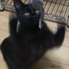 本当は甘えたい黒猫ちゃん サムネイル3
