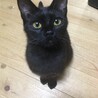 本当は甘えたい黒猫ちゃん サムネイル4