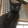 本当は甘えたい黒猫ちゃん サムネイル5