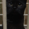 本当は甘えたい黒猫ちゃん サムネイル6