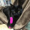 本当は甘えたい黒猫ちゃん サムネイル7