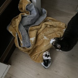 てっちゃん、これも猫拳なの…？