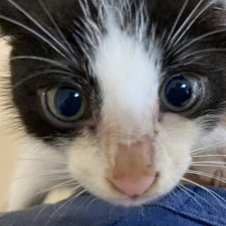 白黒カワイイ美子猫の里親募集！