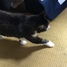 おはぎのつき